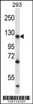 MATR3 Antibody (N-term)
