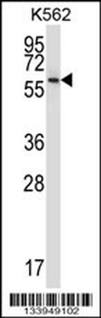 NPFFR1 Antibody (C-term)