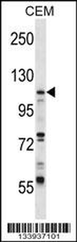 UBA7 Antibody (N-term)