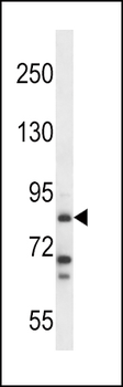 HDC Antibody (N-term)