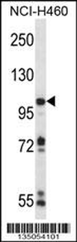 RC3H1 Antibody (C-term)