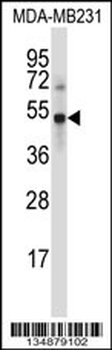 UBP46 Antibody (C-term)