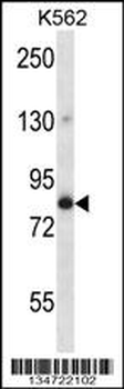 GOLGA5 Antibody (Center)