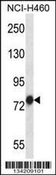 TRAP1 Antibody (C-term)