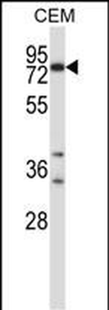 Mouse Plk2 Antibody (Center)