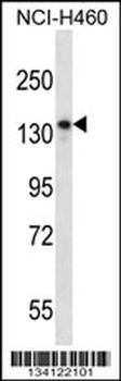NRD1 Antibody (Center)