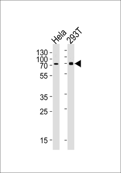 SNX1 Antibody (C-term)