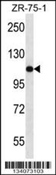 USO1 Antibody (C-term)