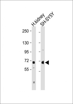 NOX4 Antibody (N-term)