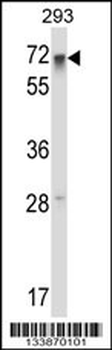 RFX5 Antibody (Center)