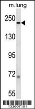 LAMB1 Antibody (C-term)