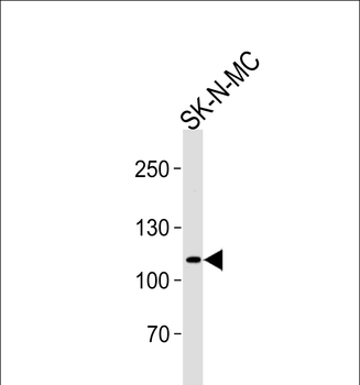 NOC3L Antibody (N-term)