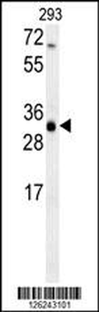 ERG25 Antibody (C-term)
