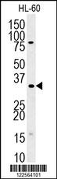 TSNAX Antibody (N-term)