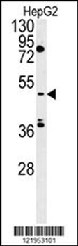 MIST Antibody (Center)