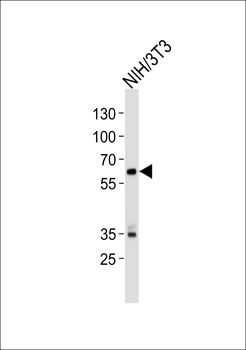 Mouse Ntrk2 Antibody (Center)