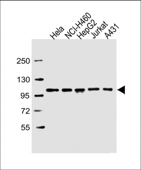 SFPQ Antibody (C-term)