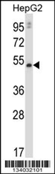 MMP20 Antibody (C-term)