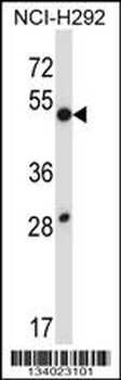 DUSP9 Antibody (C-term)