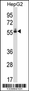 DEF8 Antibody (C-term)