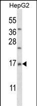 RM33 Antibody (C-term)