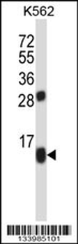 BRP44 Antibody (C-term)