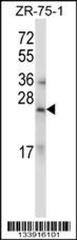 RLN1/RLN2 Antibody (C-term)