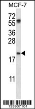 PYCARD Antibody (C-term)