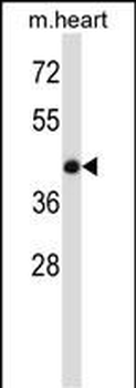 BMP7 Antibody (C-term)