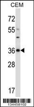 Mouse Cdk3 Antibody (C-term)