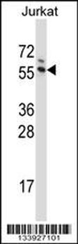 G3BP1 Antibody (C-term)