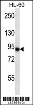 CD97 Antibody (C-term)