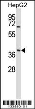 AMBP Antibody (N-term)