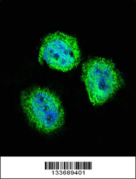 STAT4 Antibody (C-term)