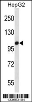 TLR7 Antibody (C-term)