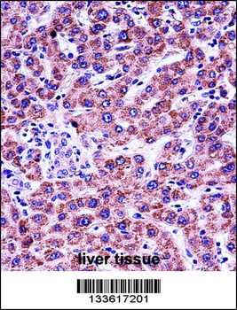GYPB Antibody (Center)