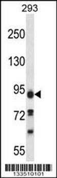 KIAA1274 Antibody (C-term)