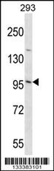 EMILIN3 Antibody (C-term)