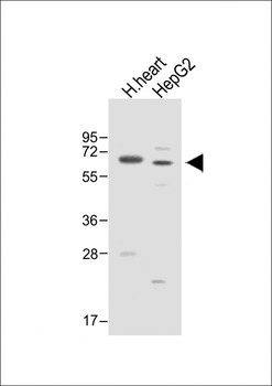 ASPG Antibody (Center)