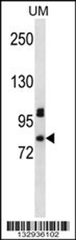 PDZD4 Antibody (N-term)