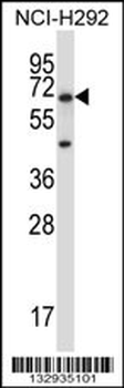 PODXL2 Antibody (C-term)