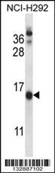 CNIH Antibody (C-term)