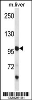PCDH18 Antibody (C-term)