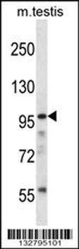 SFRS14 Antibody (C-term)