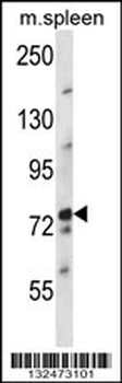 NUFIP2 Antibody (Center)