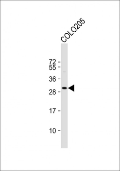 CCDC117 Antibody (C-term)