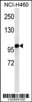 OGDH Antibody (C-term)