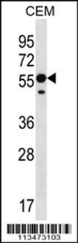 RNF8 Antibody (C-term)