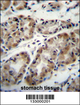 TAF8 Antibody (Center)