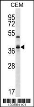 WDR25 Antibody (C-term)